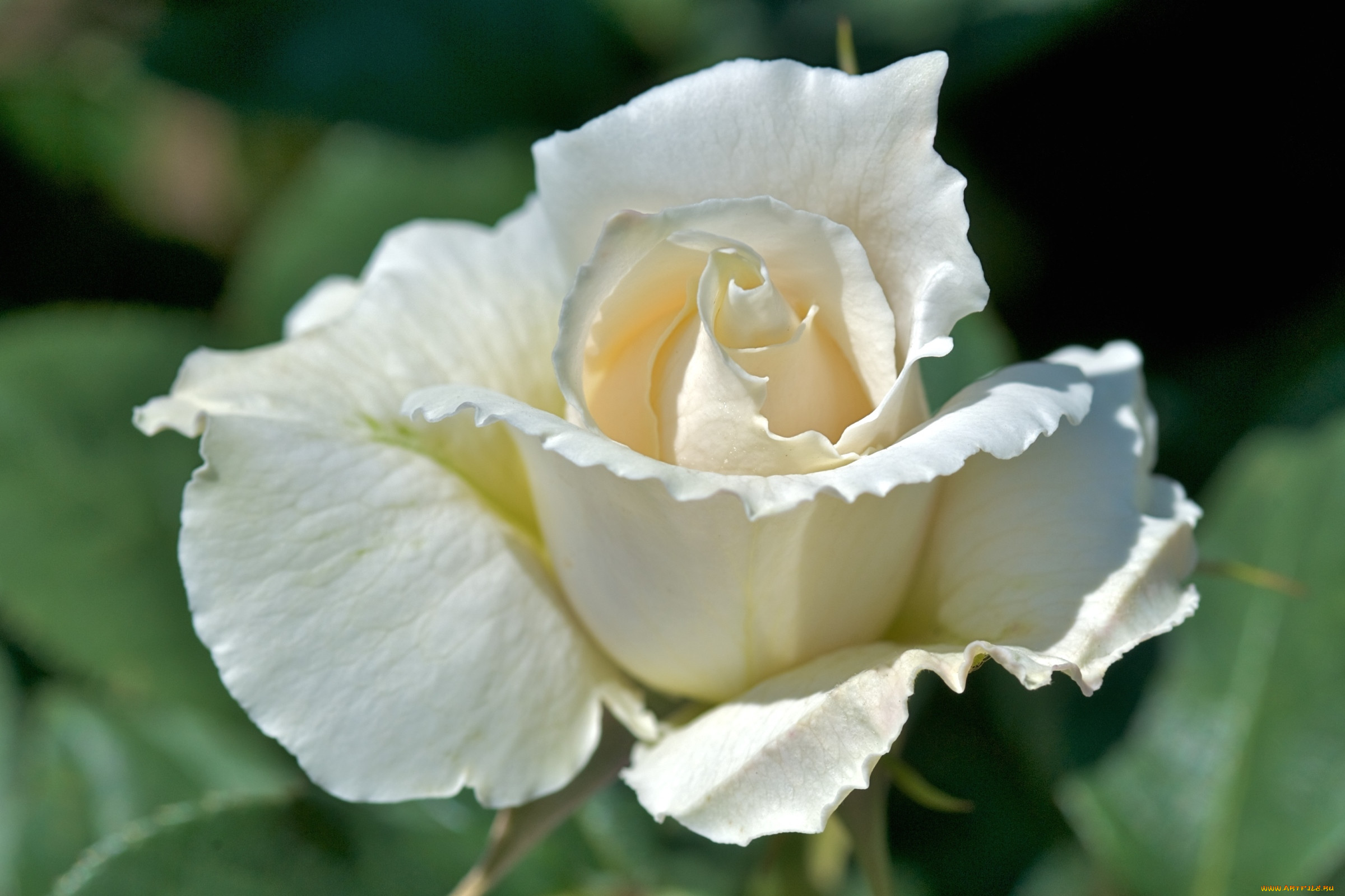 Красивые фото белых роз в высоком качестве